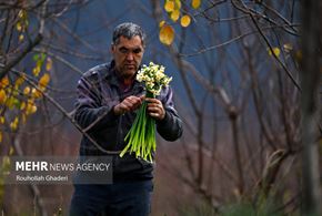  برداشت گل نرگس در آزادشهر