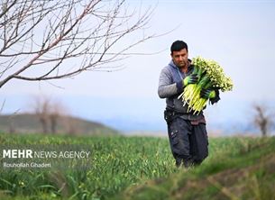  برداشت گل نرگس در آزادشهر