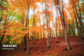 طبیعت مازندران در پاییز هزار رنگ