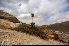  دشت لاله‌های واژگون در دهاقان اصفهان