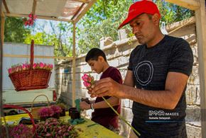 برداشت گل محمدی در میمند فارس