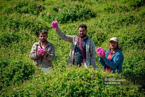 برداشت گل محمدی در میمند فارس