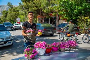 برداشت گل محمدی در میمند فارس