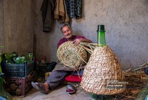 برداشت گل محمدی در میمند فارس