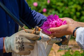 برداشت گل محمدی در میمند فارس