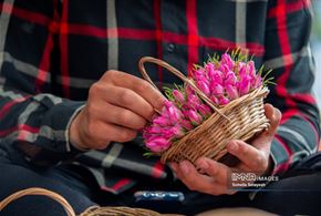 برداشت گل محمدی در میمند فارس