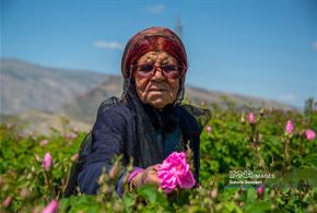 برداشت گل محمدی در میمند فارس