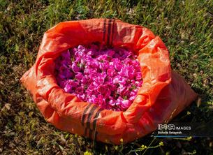 برداشت گل محمدی در میمند فارس