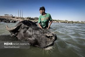 زندگی در کنار گاومیش‌ها