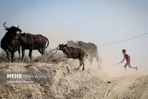 زندگی در کنار گاومیش‌ها