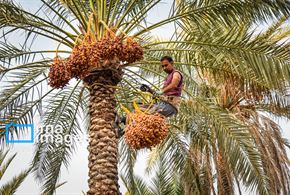 برداشت خرمای زاهدی