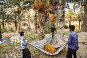 برداشت خرمای زاهدی