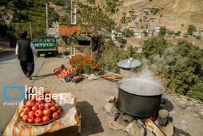 برداشت انار در «هورامان»