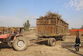 شرکت کشت صنعت نیشکر هفت تپه