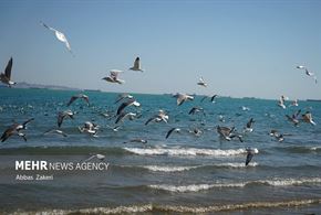 مرغان دریایی خلیج فارس