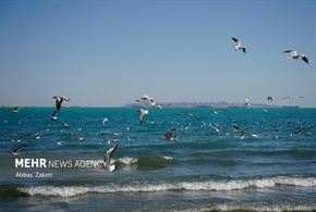 مرغان دریایی خلیج فارس
