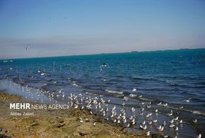 مرغان دریایی خلیج فارس