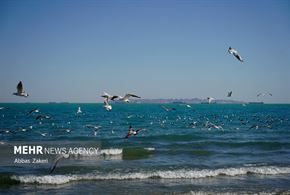 مرغان دریایی خلیج فارس