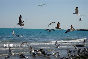 مرغان دریایی خلیج فارس