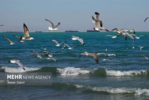 مرغان دریایی خلیج فارس