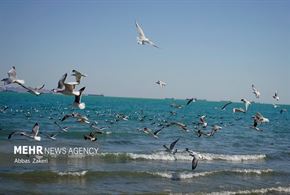 مرغان دریایی خلیج فارس