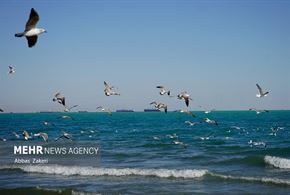 مرغان دریایی خلیج فارس