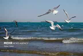 مرغان دریایی خلیج فارس