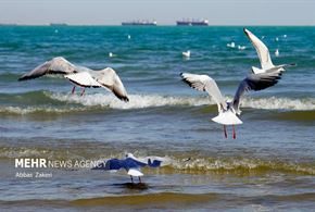 مرغان دریایی خلیج فارس