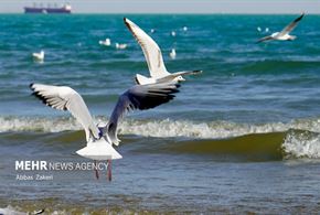 مرغان دریایی خلیج فارس