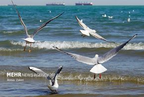 مرغان دریایی خلیج فارس
