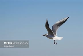 مرغان دریایی خلیج فارس