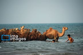حمام شترها در جزیره قشم