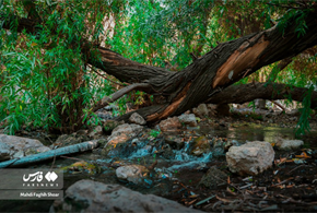  طبیعت خاییز تنگستان