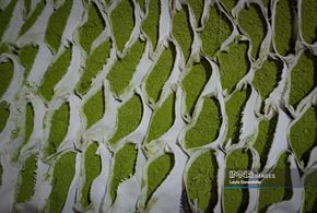  آیین کهن «حنا سابی» در یزد